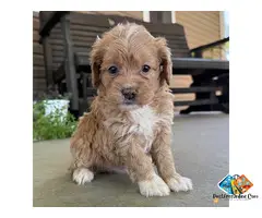 QUEENIE – GOLDENDOODLE PUPPYOkay