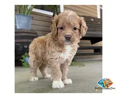 QUEENIE – GOLDENDOODLE PUPPYOkay