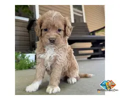 QUEENIE – GOLDENDOODLE PUPPYOkay