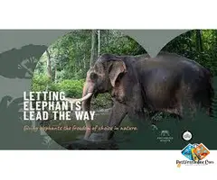 Ethical Elephant Camps