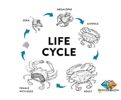 Vertical crab farming cost