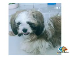 SHIH TZU PUPPY FOR SALE