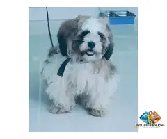 SHIH TZU PUPPY FOR SALE