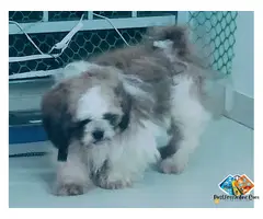 SHIH TZU PUPPY FOR SALE