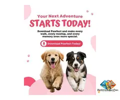 Best Pet Match App for Dogs: Why Pet Parents Are Choosing Pawfect