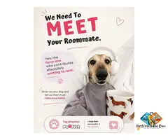 Best Pet Match App for Dogs: Why Pet Parents Are Choosing Pawfect