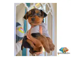 Teacup Yorkie Puppies Available