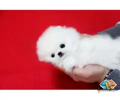 Beautiful KC Registered Pomeranian Puppies