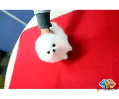 Beautiful KC Registered Pomeranian Puppies