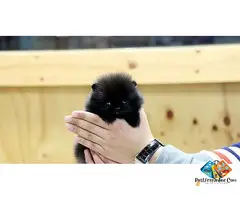 Beautiful KC Registered Pomeranian Puppies