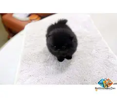 Beautiful KC Registered Pomeranian Puppies