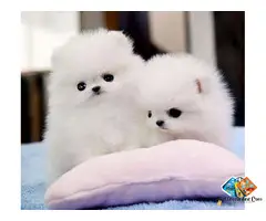 Beautiful KC Registered Pomeranian Puppies
