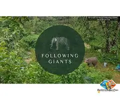 Elephant Sanctuary Tour