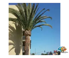 Affordable Tree Emergency in Beverly Hills - Gabrieltreeservices.com