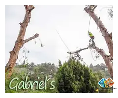 Affordable Tree Emergency in Beverly Hills - Gabrieltreeservices.com