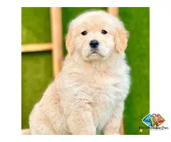 Golden Retriever Puppies Available for Loving Family Homes