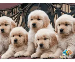 Golden Retriever Puppies Available for Loving Family Homes