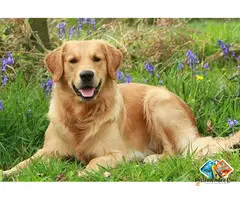 Golden Retriever Puppies Available for Loving Family Homes