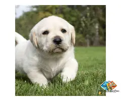 Pet Providing Services for Labrador Puppies Available for Loving Family Homes
