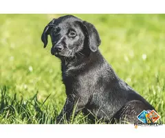 Pet Providing Services for Labrador Puppies Available for Loving Family Homes