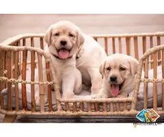 Labrador Puppies Available for Loving Family Homes
