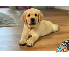 Labrador Puppies Available for Loving Family Homes