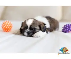 Shih Tzu Puppies Available for Loving Family Homes