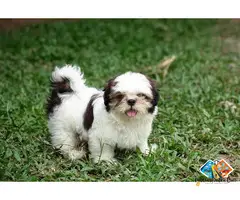Shih Tzu Puppies Available for Loving Family Homes