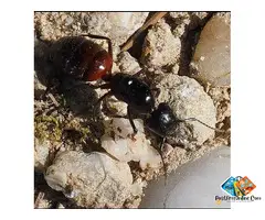 Carpenter Ant Removal in Bergen County, NJ | ALCO Animal & Pest Control