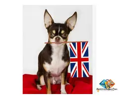 Dog Food Available Khwabeeda Dreamy Pets
