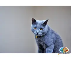 Are you looking for any pet animal, we provide all kind of dogs and cats