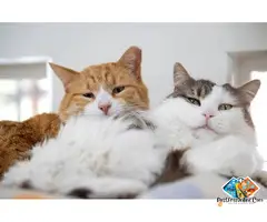 Are you looking for any pet animal, we provide all kind of dogs and cats