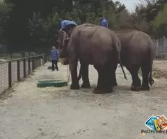 Animal Supply and Collection in Thailand / 3