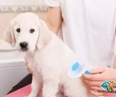 Self Cleaning Slicker Brush, Pet Grooming Shedding Brush for Dogs and Cats - Easy to Remove Loose Un / 3