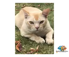 Are you looking for a Cat? You’re at the right place! 🐾 / 6