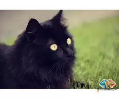 Are you looking for a Cat? You’re at the right place! 🐾 / 8