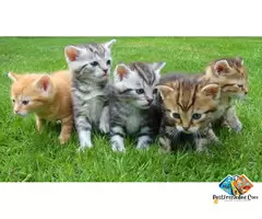 Are you looking for a Cat? You’re at the right place! 🐾 / 4