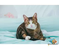 Are you looking for a Cat? You’re at the right place! 🐾 / 2