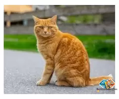 Are you looking for a Cat? You’re at the right place! 🐾 / 5