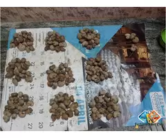 THE BEST MOHALI CHANDIGARH RAW CASHEW NUTS TRADER 7550251115-WHOLESALER / 3