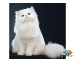 About persian kitten and their behaviour. why should we keep then as a pet kitten / 1