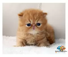About persian kitten and their behaviour. why should we keep then as a pet kitten / 2
