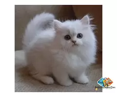 About persian kitten and their behaviour. why should we keep then as a pet kitten / 3