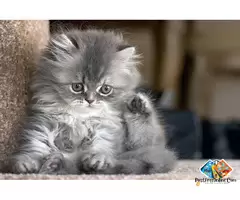 About persian kitten and their behaviour. why should we keep then as a pet kitten / 4