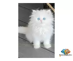 About persian kitten and their behaviour. why should we keep then as a pet kitten / 6