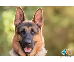 German Shepherds are one of the most popular and intelligent dog breeds in the world, loved for thei / 1