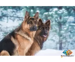 German Shepherds are one of the most popular and intelligent dog breeds in the world, loved for thei / 2