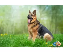 German Shepherds are one of the most popular and intelligent dog breeds in the world, loved for thei / 3