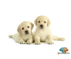 About Labrador Puppies and dog breed, often just called Labradors—are one of the most popular and lo / 2