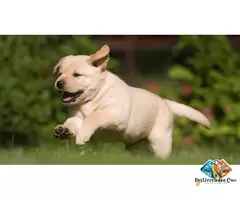 About Labrador Puppies and dog breed, often just called Labradors—are one of the most popular and lo / 5